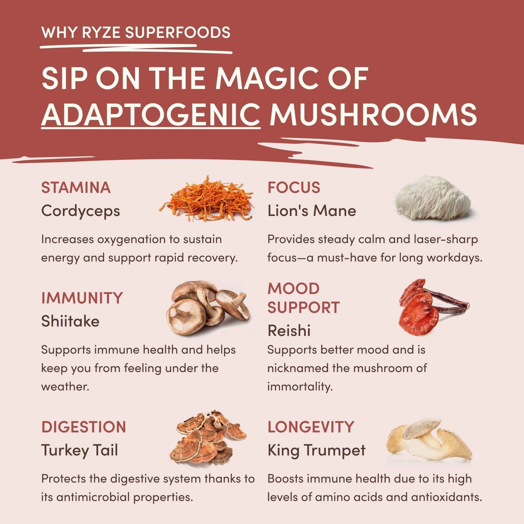 Mushroom Chicory (30 Servings) R5